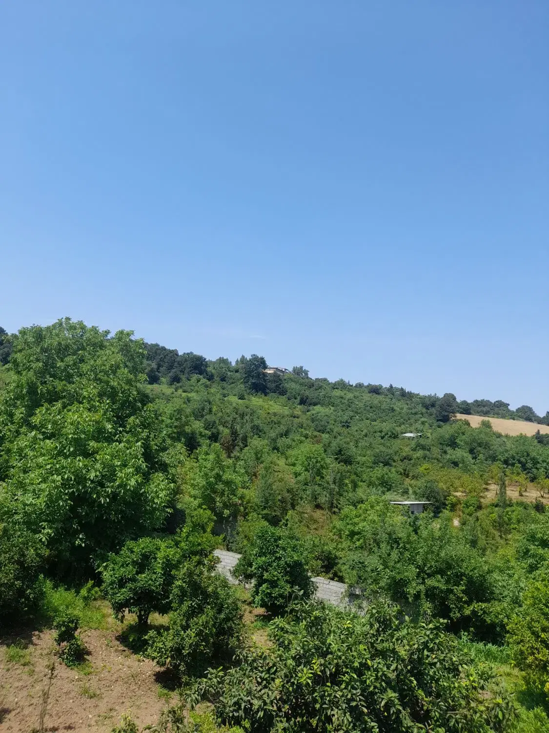 زمین مسکونی باسند تک برگ