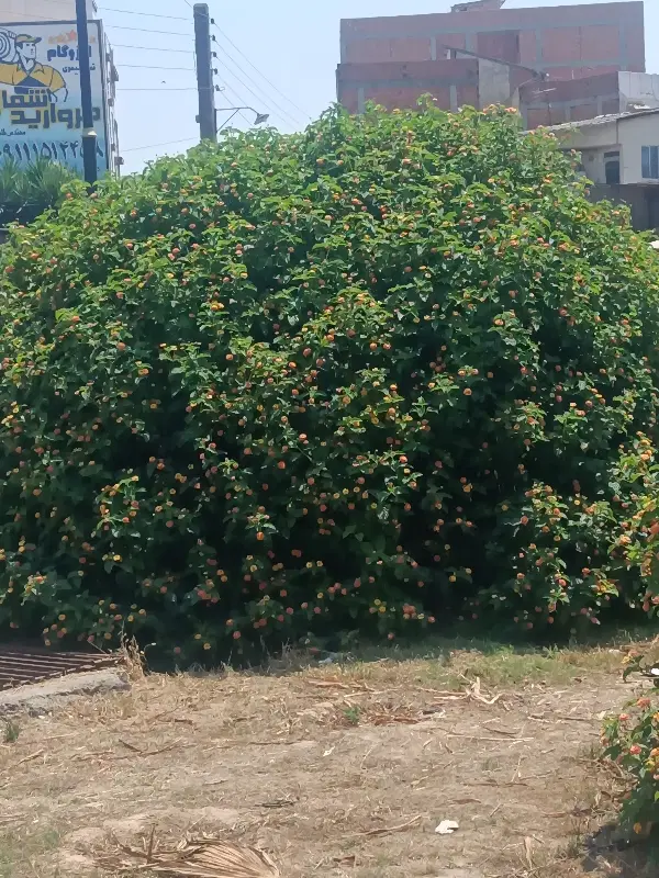 زمین داخل بافت جاده پلاژفرح آباد