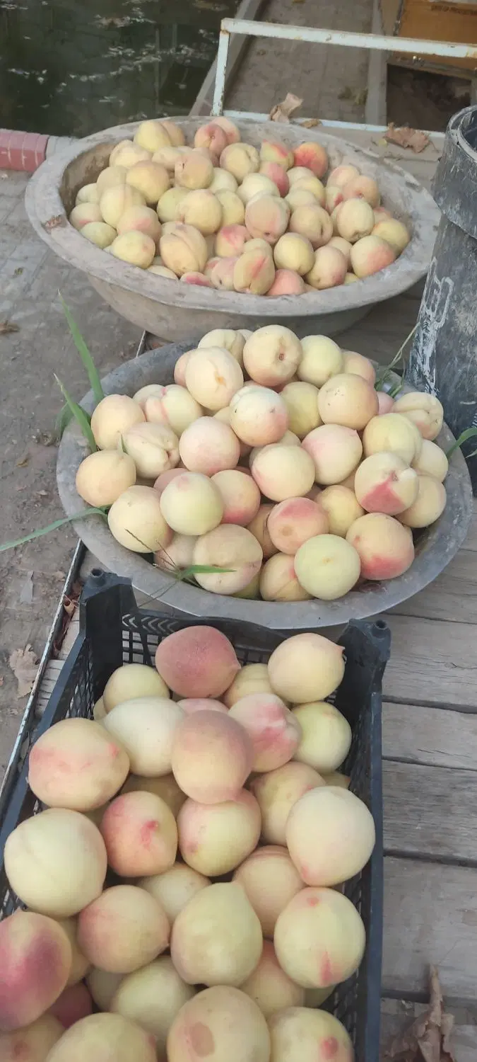 باغ فروشی