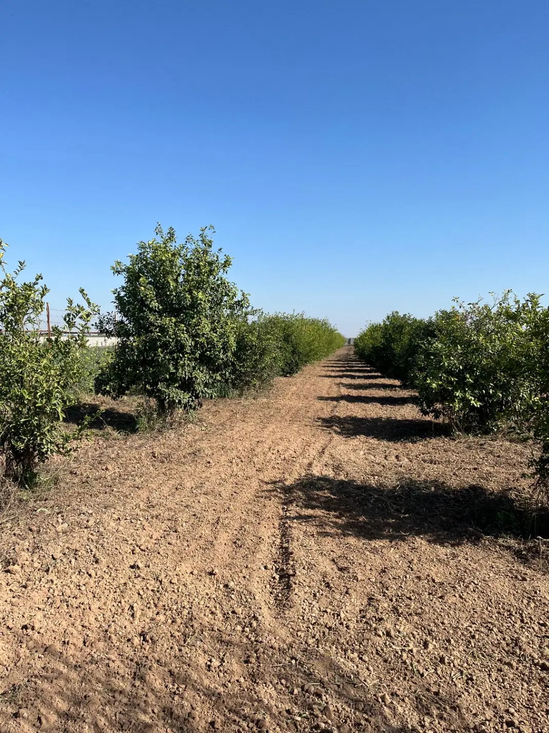 باغ جریه سید راضی