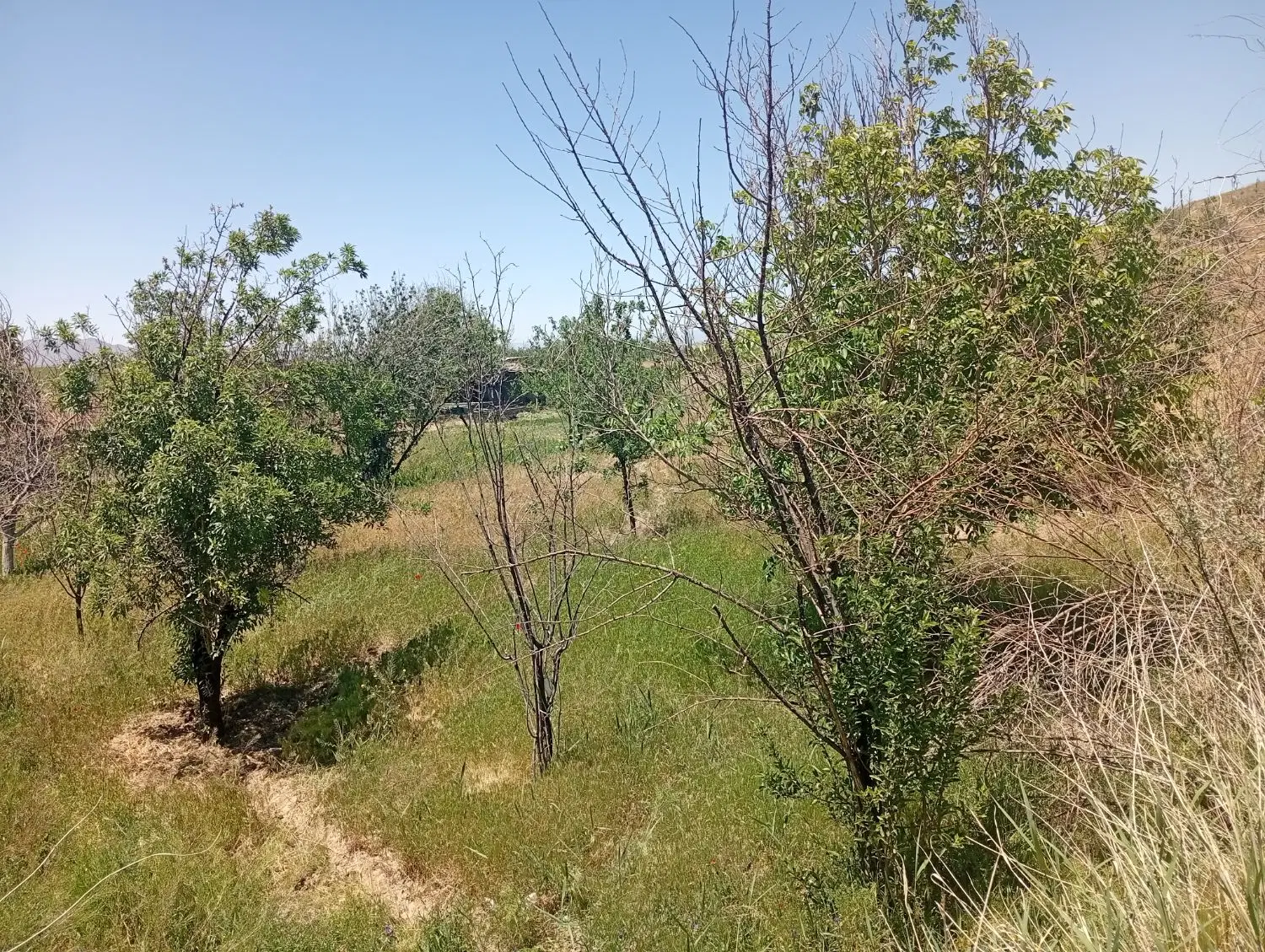 زمین باغی تفریجان