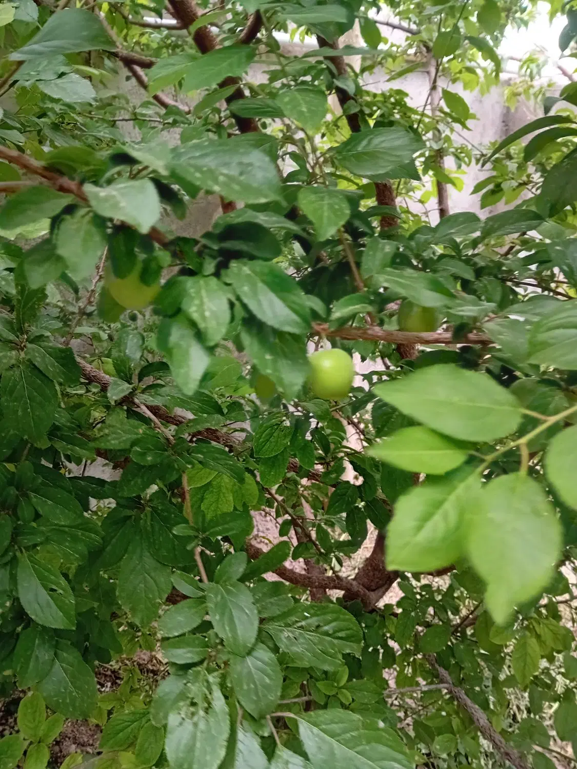 خانه‌معاوضه‌با‌نیسان‌