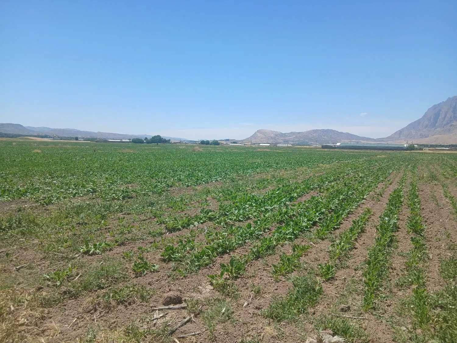 زمین روستای چگنی کش