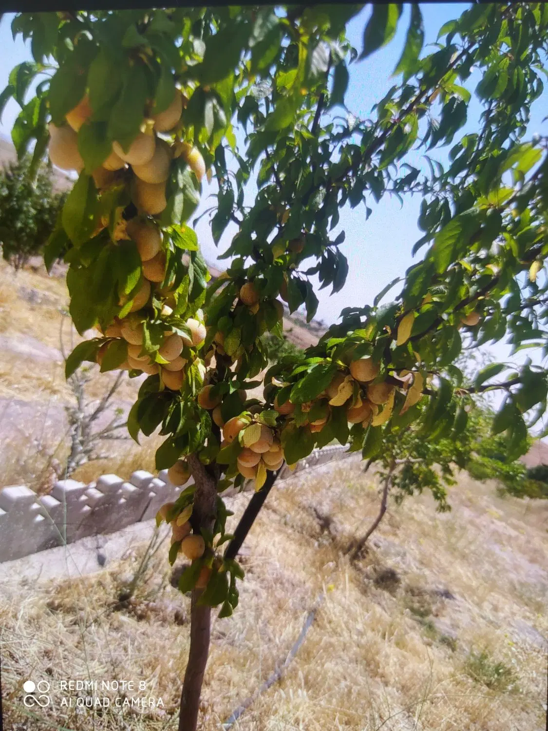 باغ میانبر زیر قیمت کل منطقه