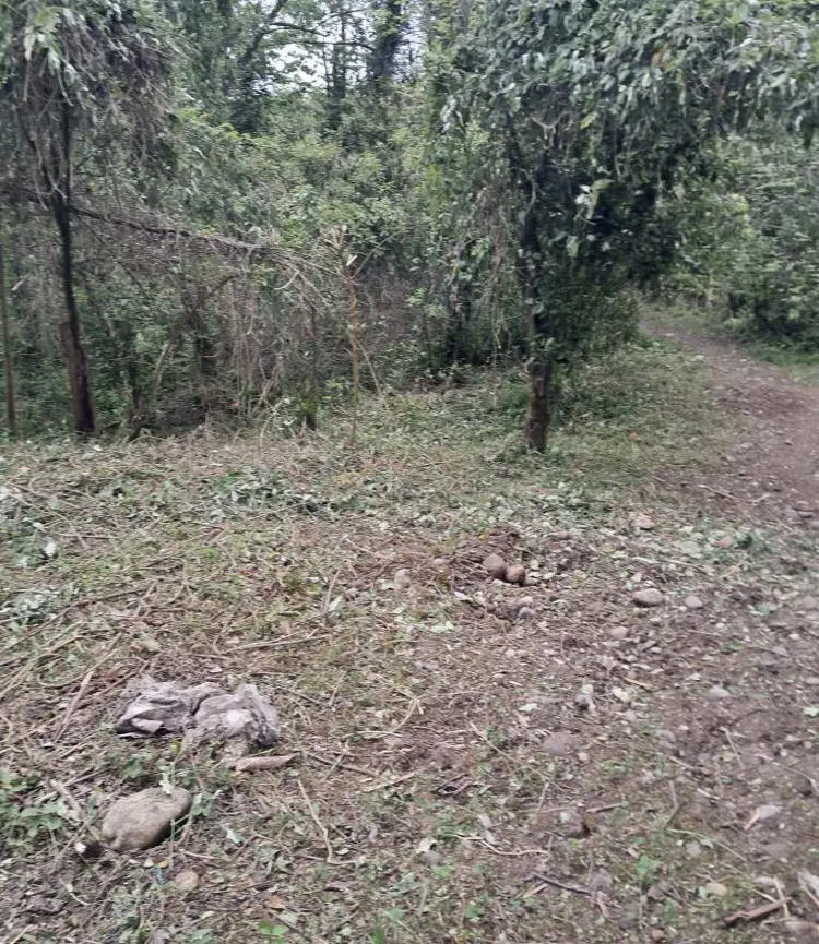 زمین باغی