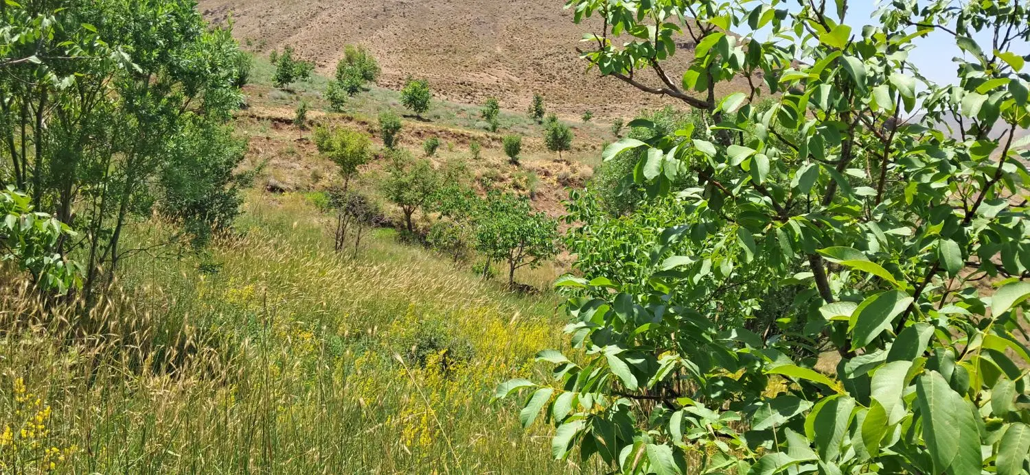 زمین فروشی در روستای ککجین