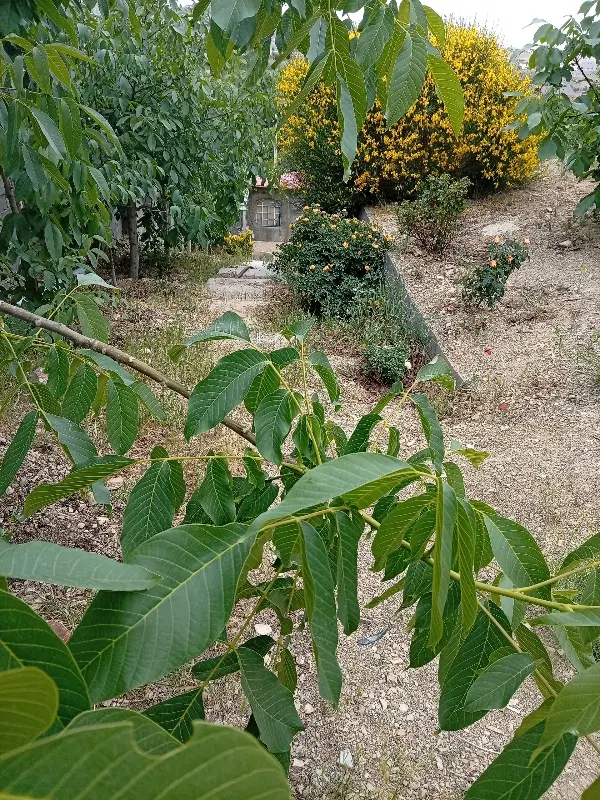 زمین فروشی گلاهک