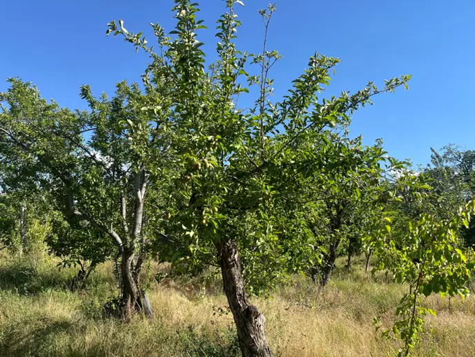 قطعه کوچک باغی