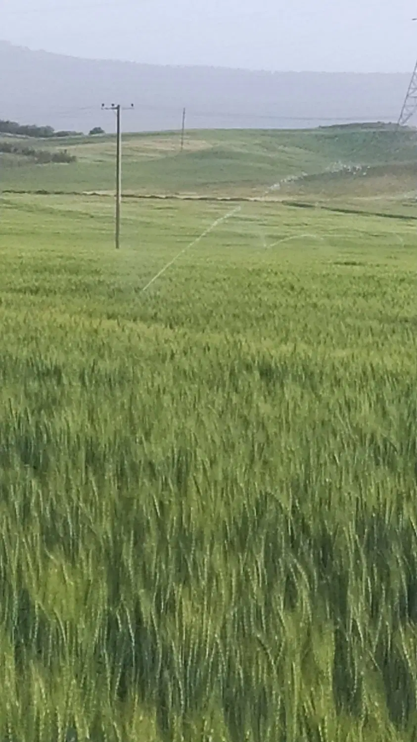 زمین کشاورزی روستای عسگرآباد