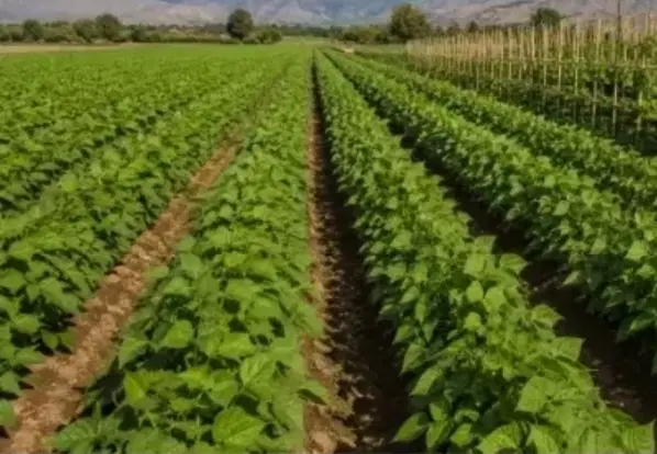 زمین روستای قاسم آباد