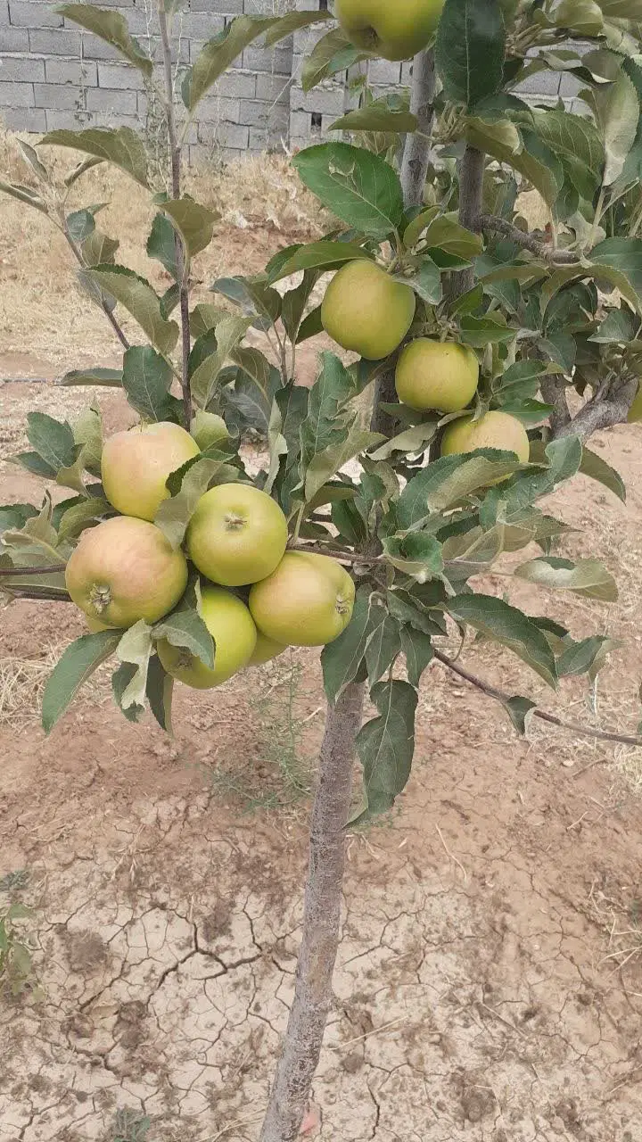 باغ ۱۰۰۰متری در جابان سند دار