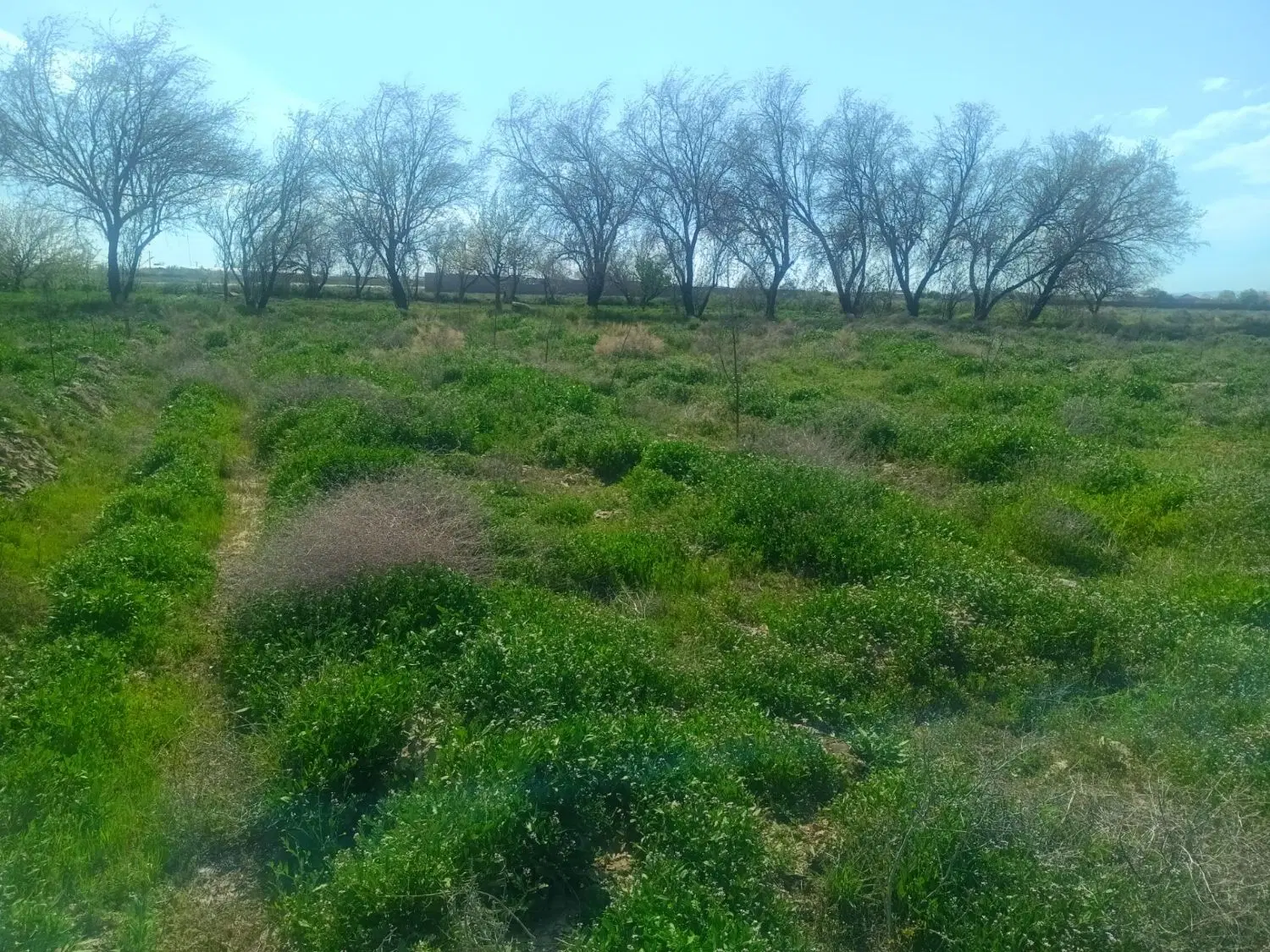 ۷۵۰متر زمین ویلایی در ورودی شبستر