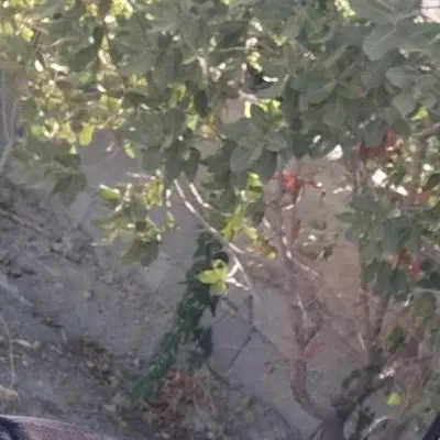500 متر باغچه