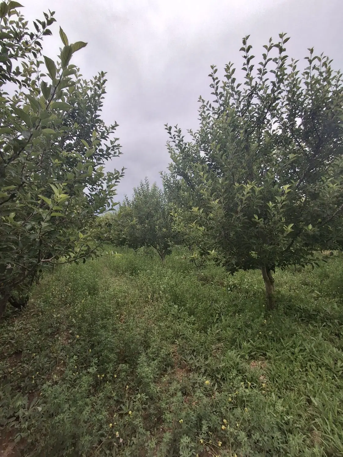 فروش ویلا باغ شهرستان اهر روستای دیزبین