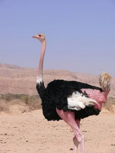 فروش طرح پرورش شتر مرغ