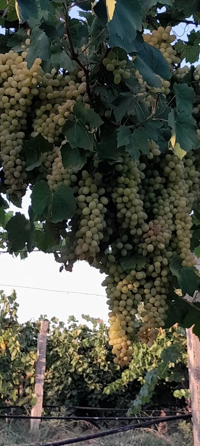 اجاره باغ انگور ایستاده
