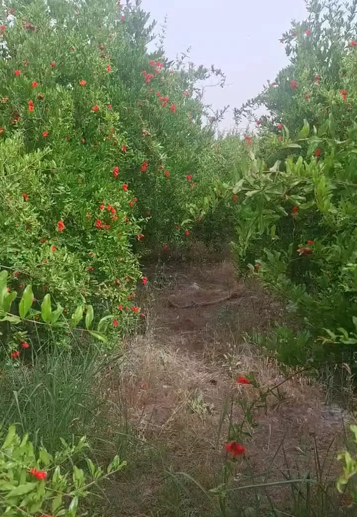 فروش باغ انار و زمین مجاور