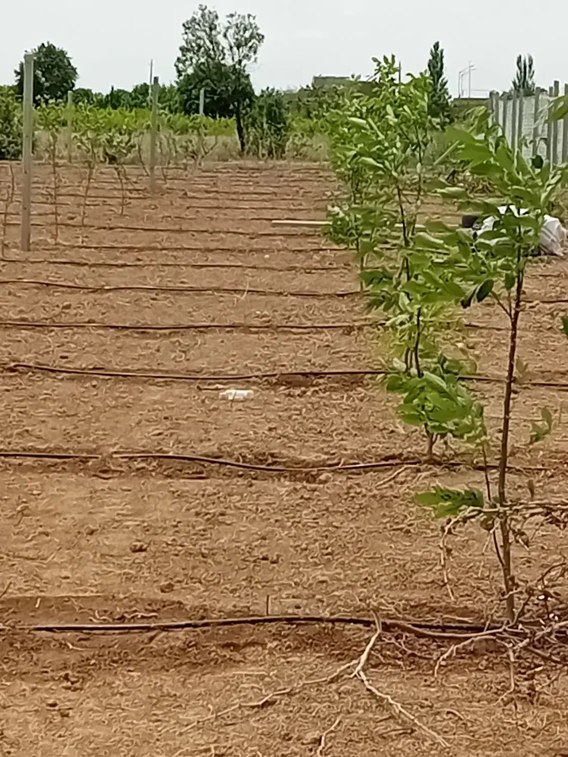 فروش باغچه ۵۵۰متری درشهرتاکستان