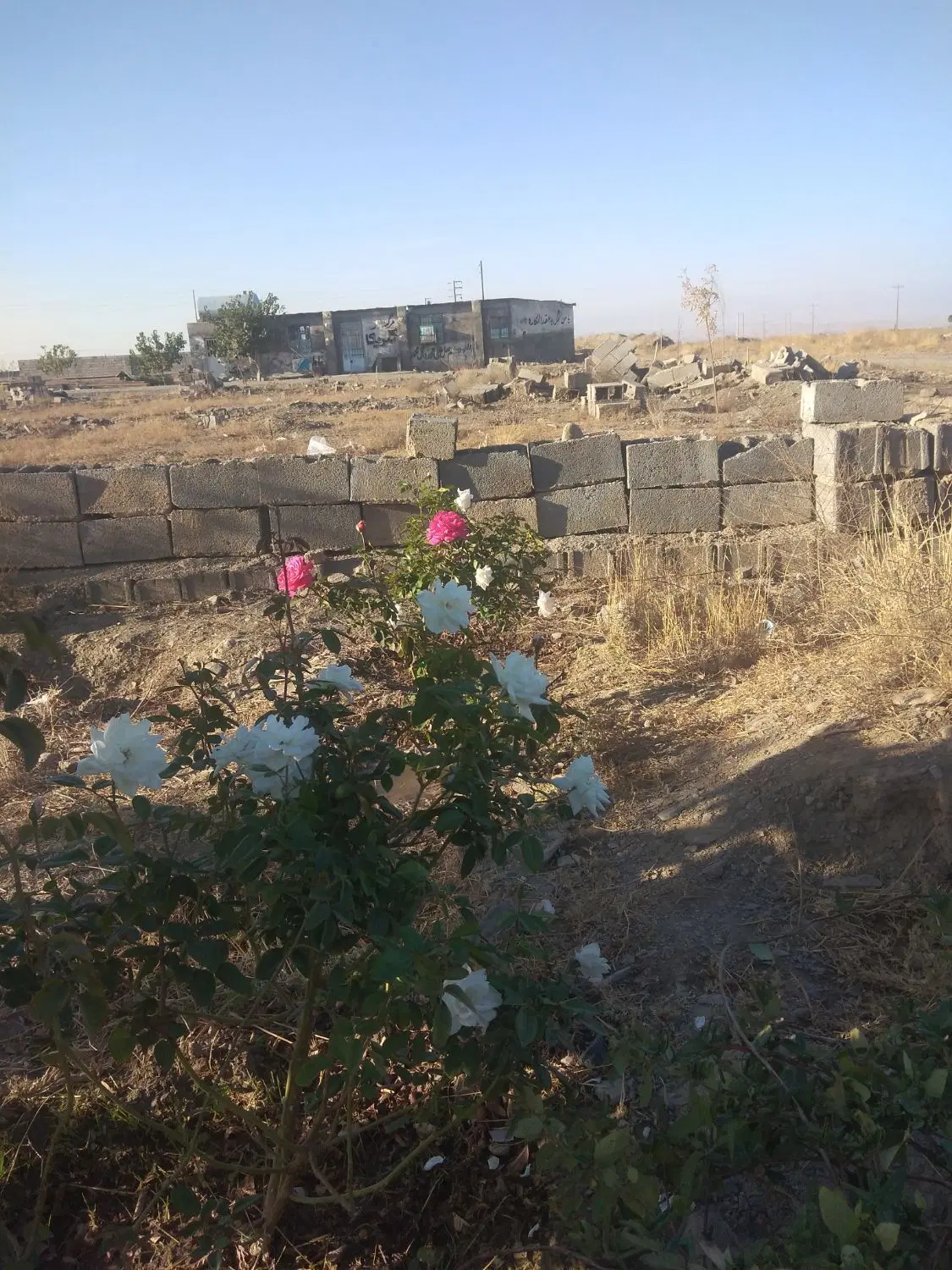 زمین 500 متری در شاندیز امام رضا ع یک فرح آباد 1ص