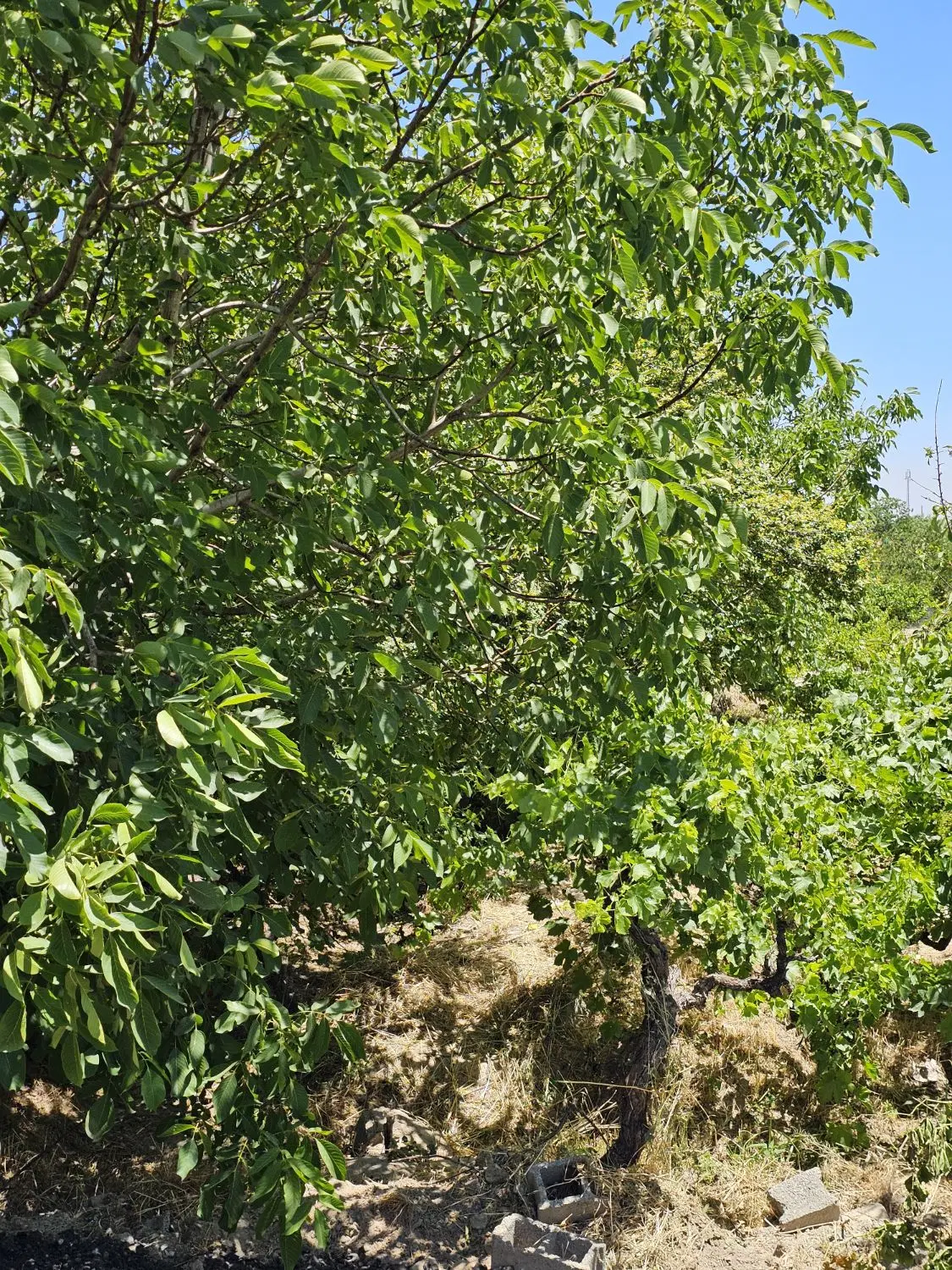 باغچه و باغ _کوچه عریض اسفالت_سنددارآب_دنج