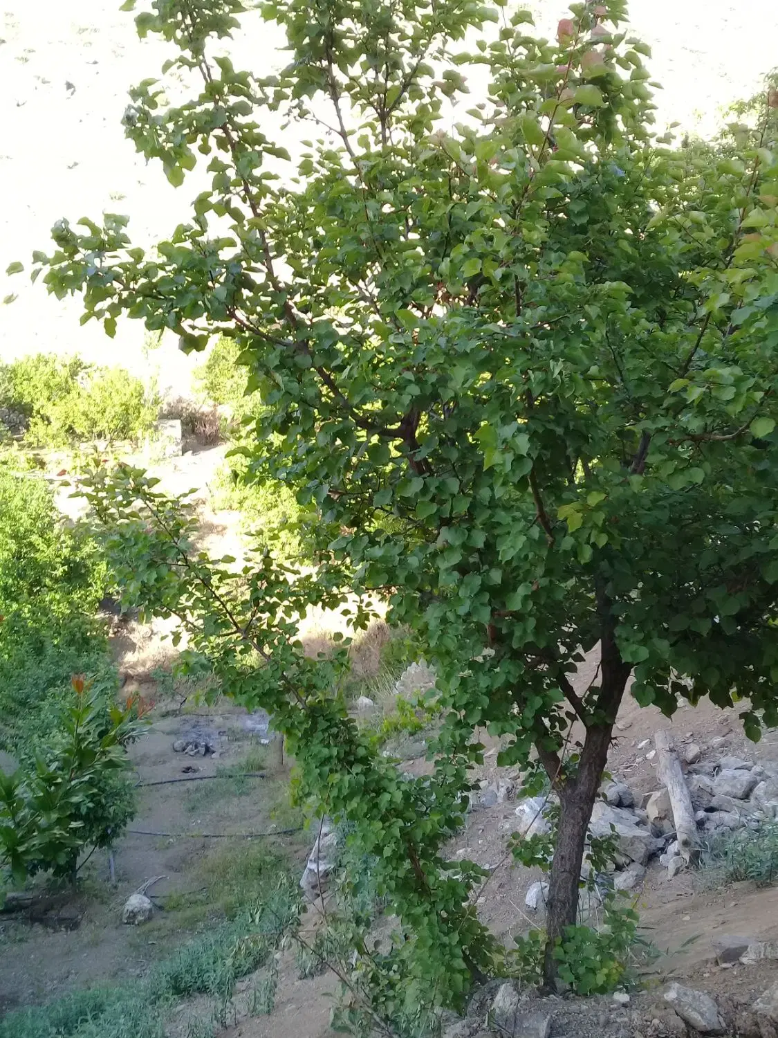 باغ ثمرگیرروستای طا