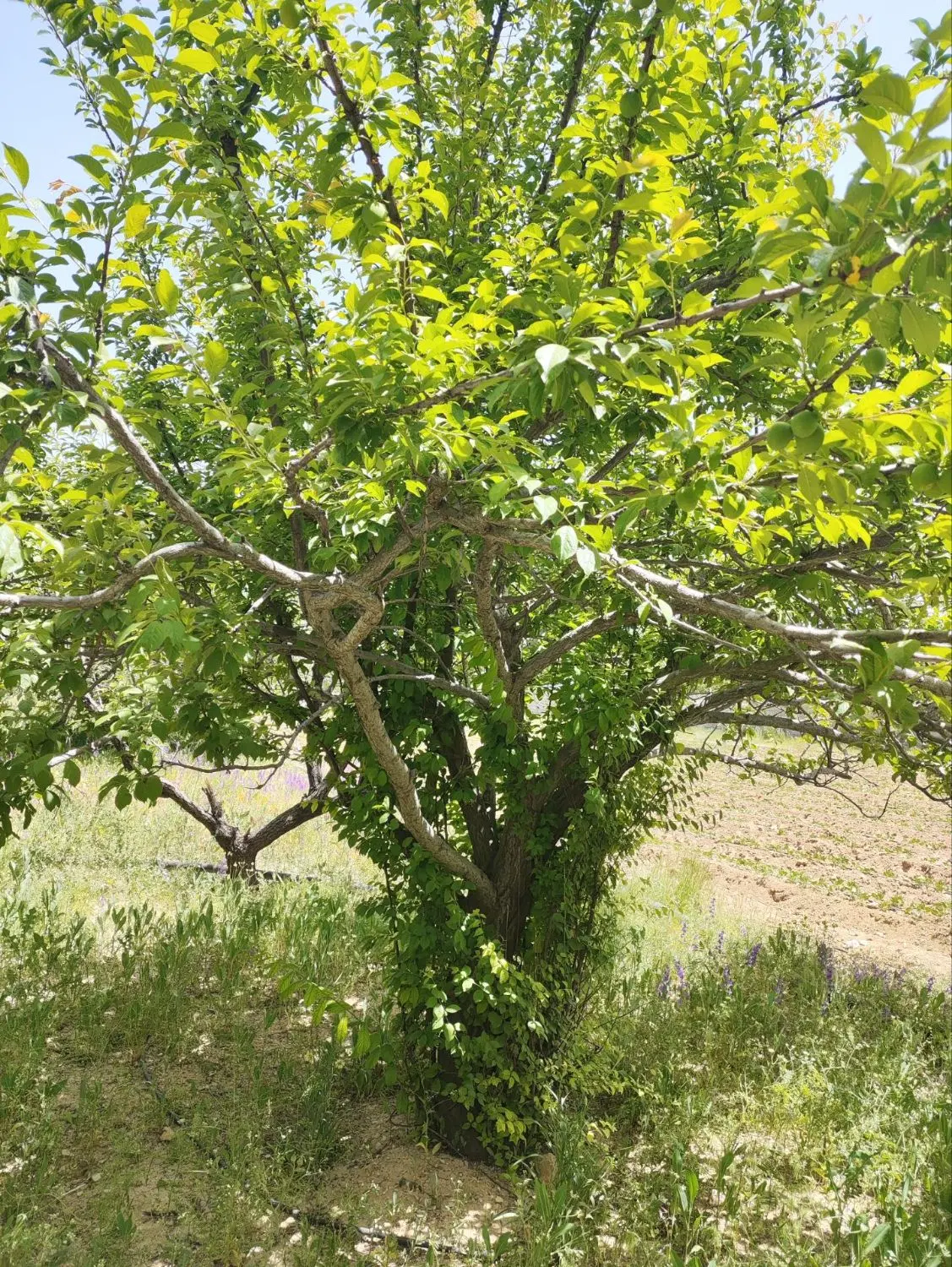 باغ ویلا و زمین دشت ارژن