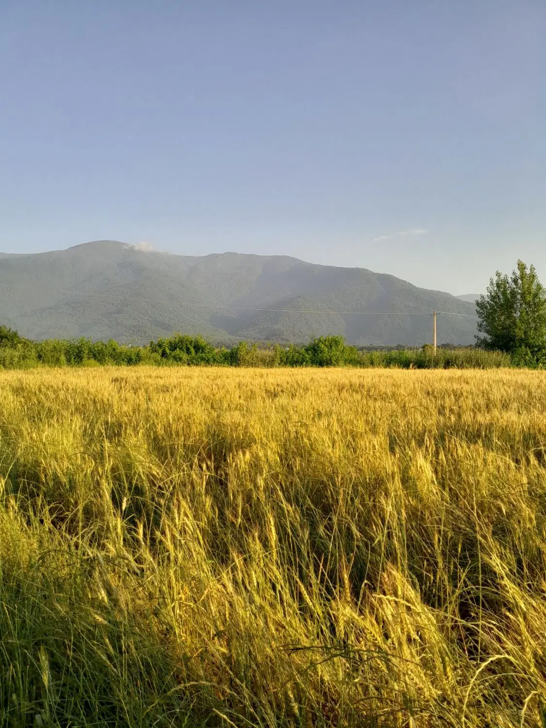 فروش زمین زراعی در کنارجاده اصلی