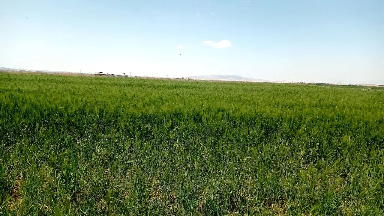 زمین کشاورزی ورامین روستای ایجدان