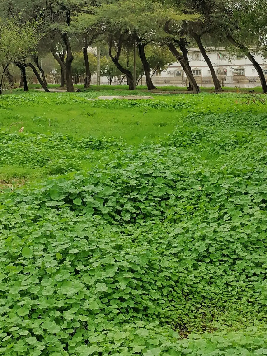 زمین مشاع