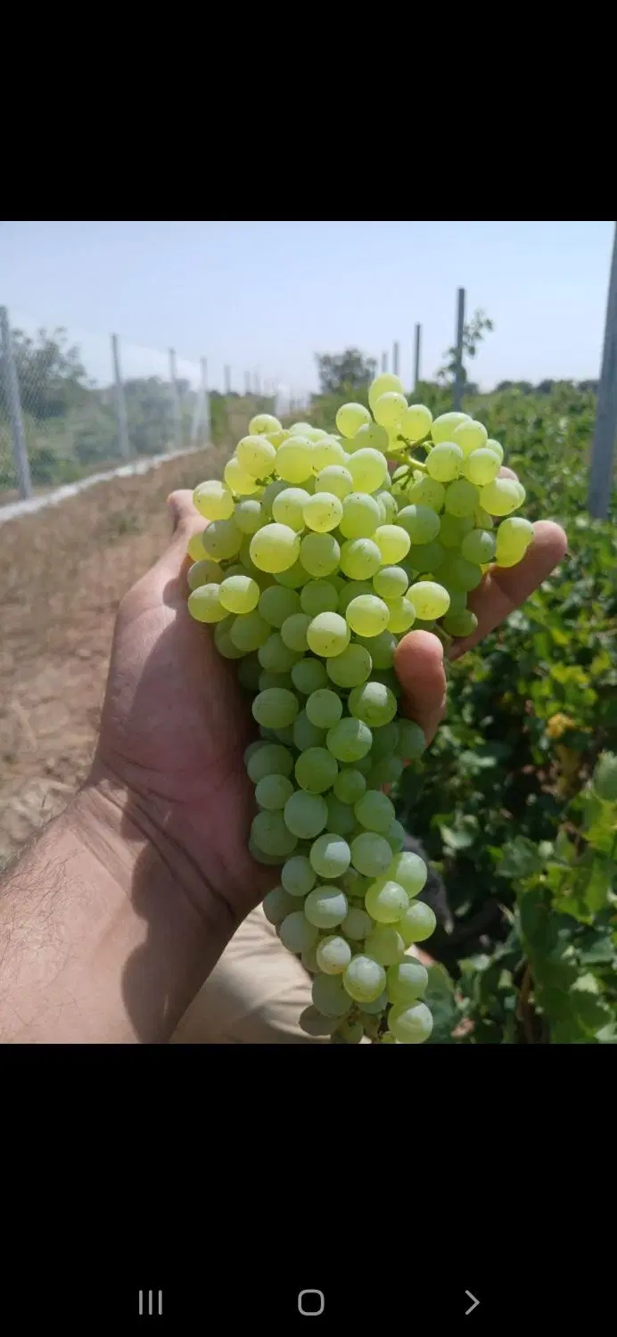 باغ_باغچه_سرمایه گذاری_زمین_سند تک برگ