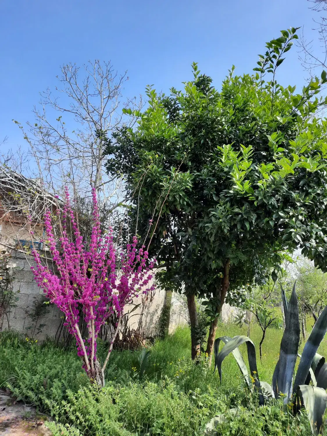 ویلایی  ۷۰۰متری اطراف صومعه سرا