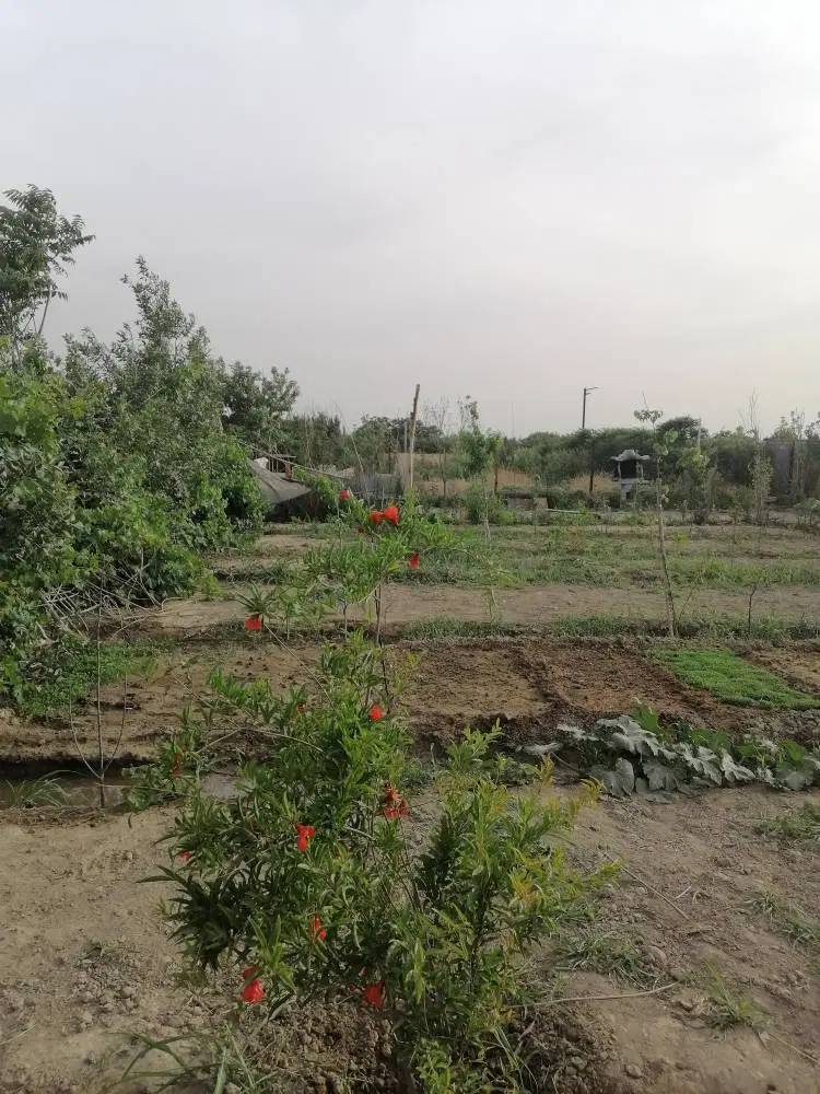 باغچه 500متری سند دار