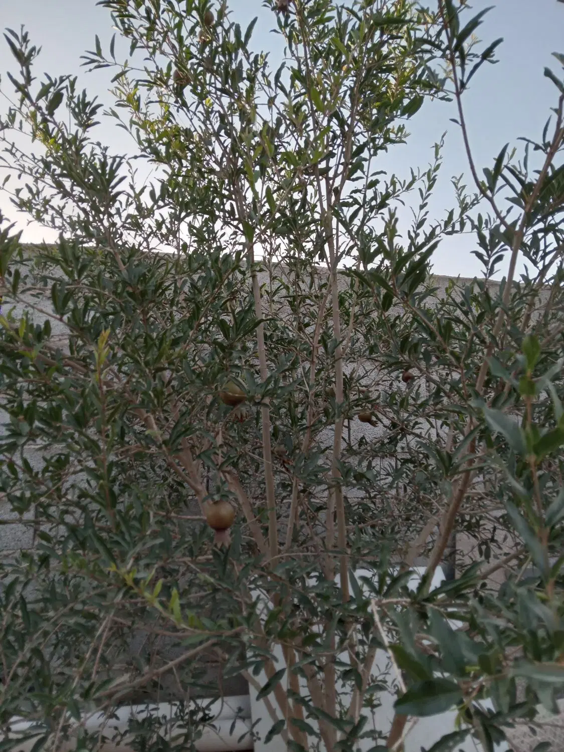 باغ ۳۵۰ متری محمد اباد یزد