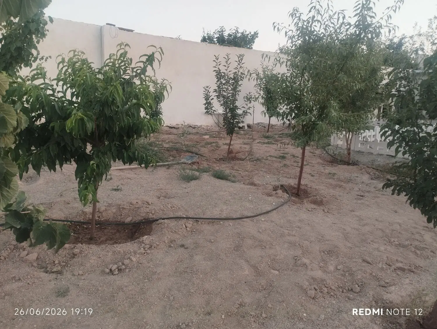 باغچه