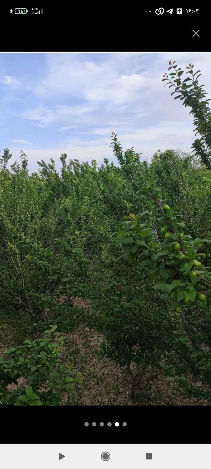 باغچه سر سبز
