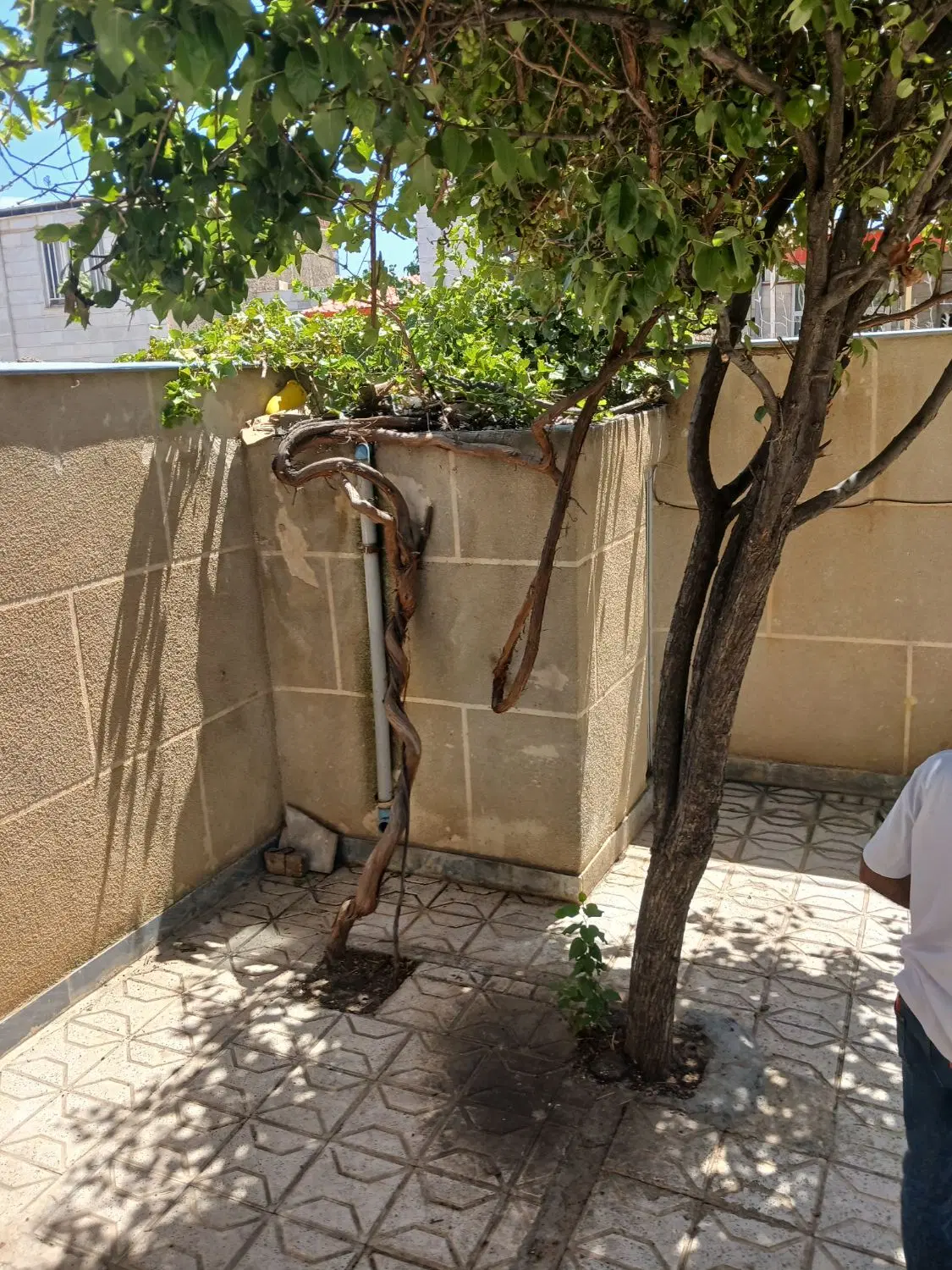 اجاره حیاط ویلایی ۳ خواب دربست شهرک حکمت