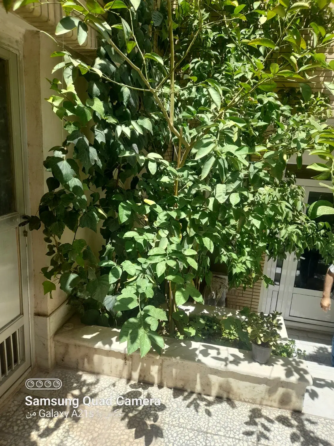 اجاره واحد قواره سوم امیر کبیر کوچه سودایی