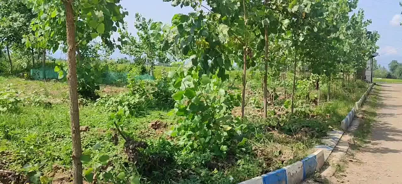 یک قطعه زمین سندتک برگ 898متری براتوبان