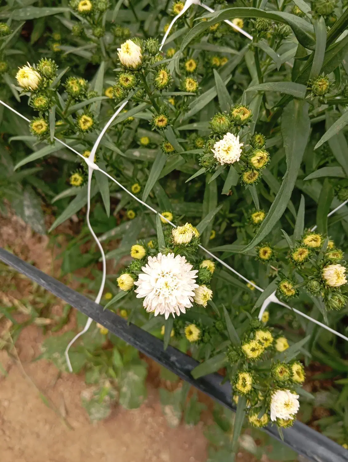 گلخانه رعیتی