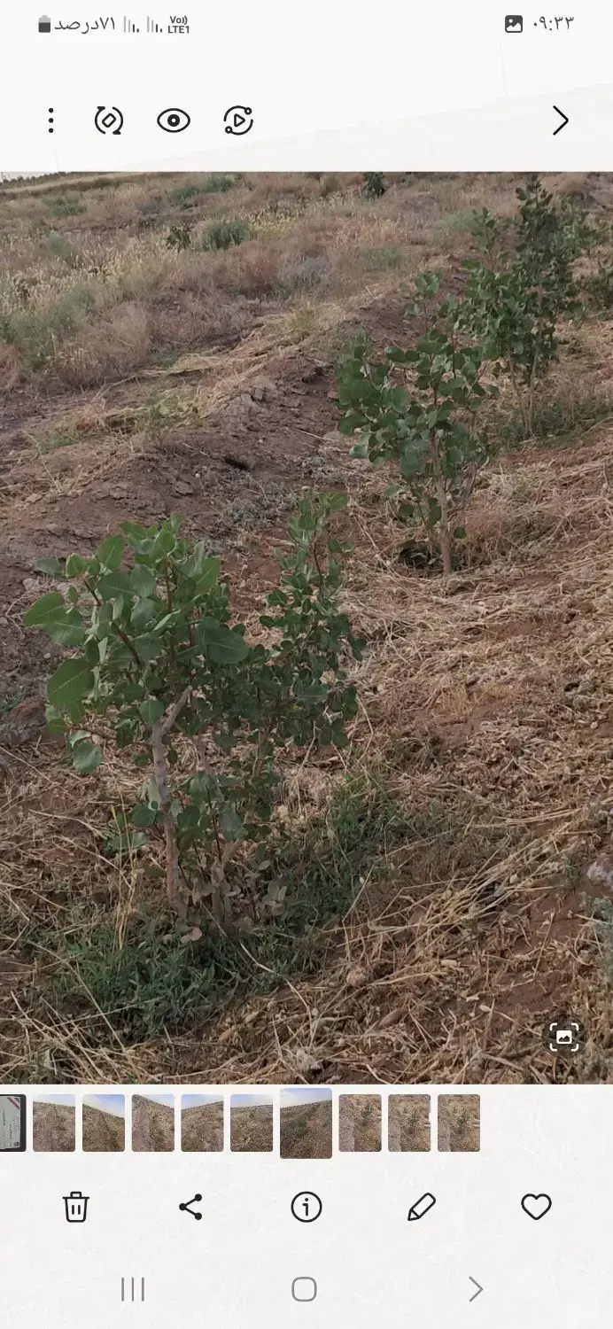فروش زمین کشاورزی باغ پسته