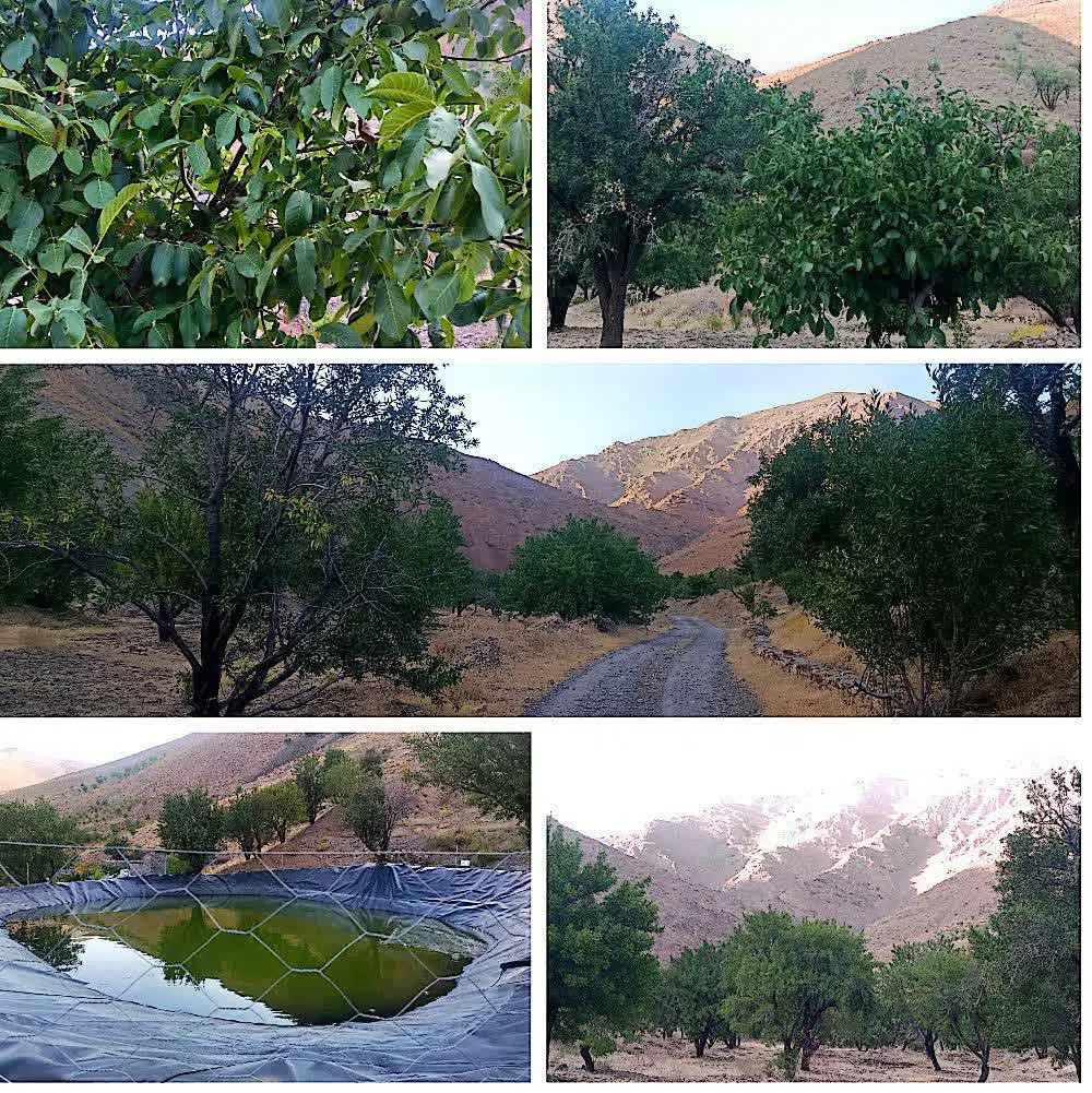 فروش زمین کشاورزی با کاربری باغی