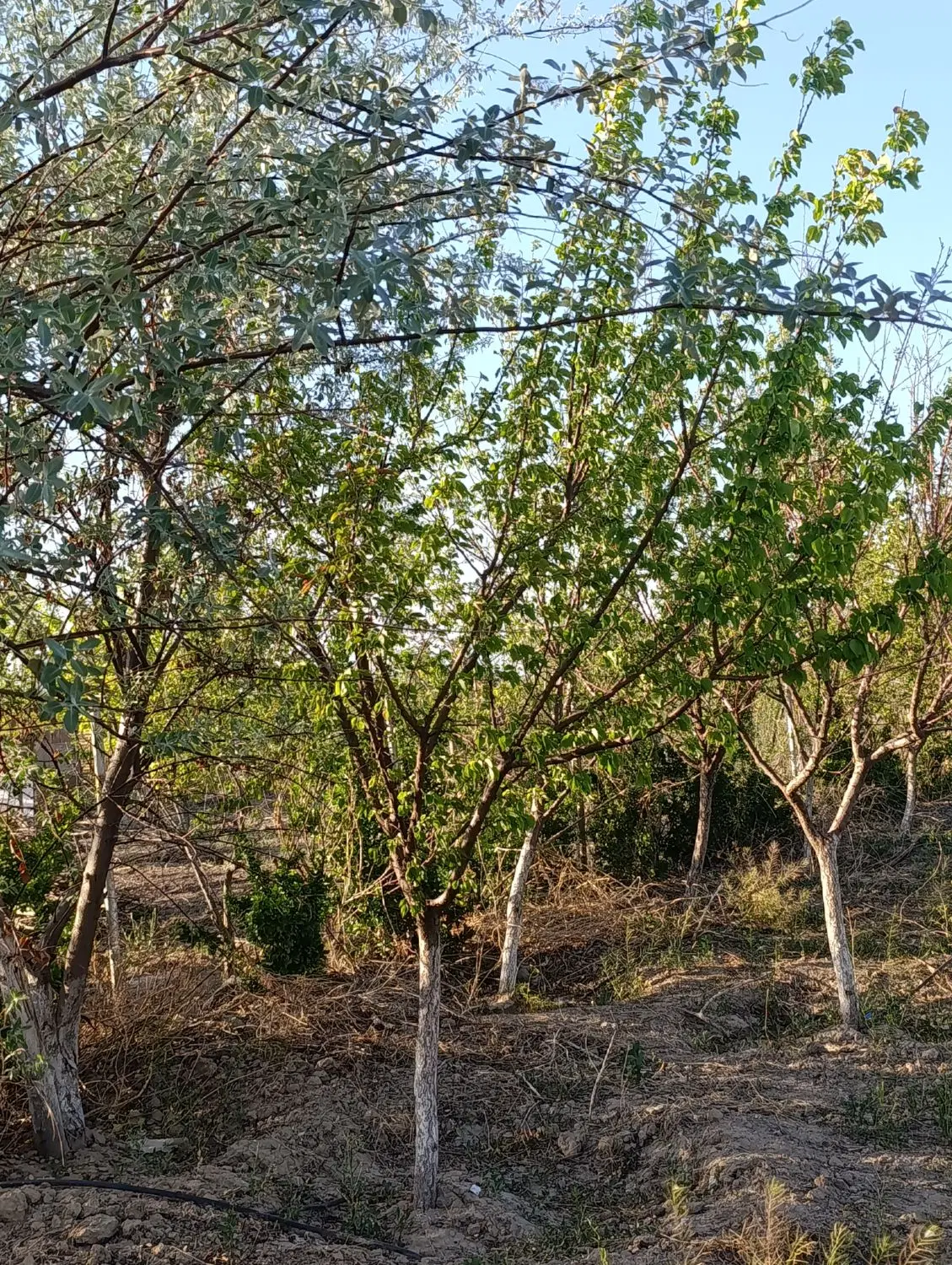 باغچه نقلی