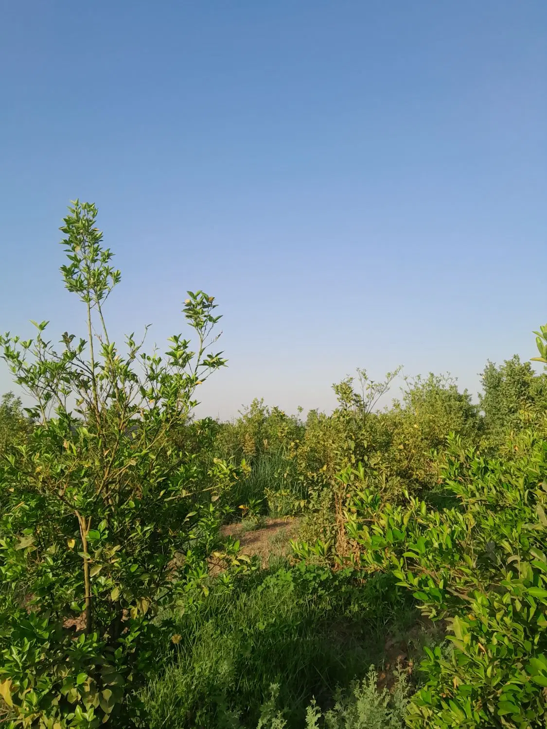 باغچه ۱۰۰۰ متری برق دار بندبال
