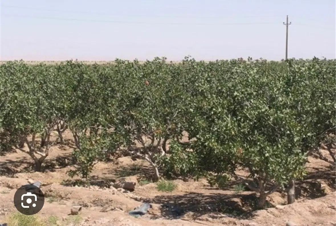 فروش باغ جاده رویان