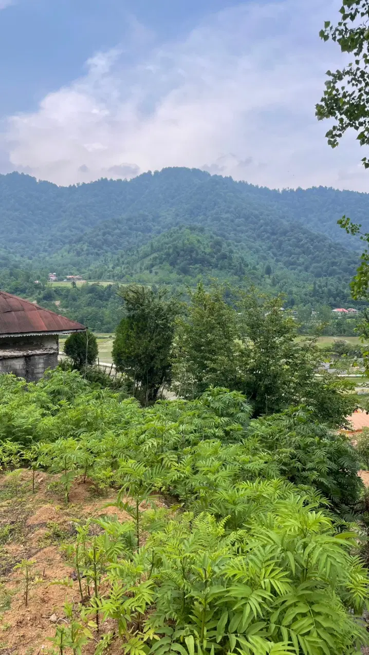 ۵۰۰متر مسکونی جنگلی بامجوز