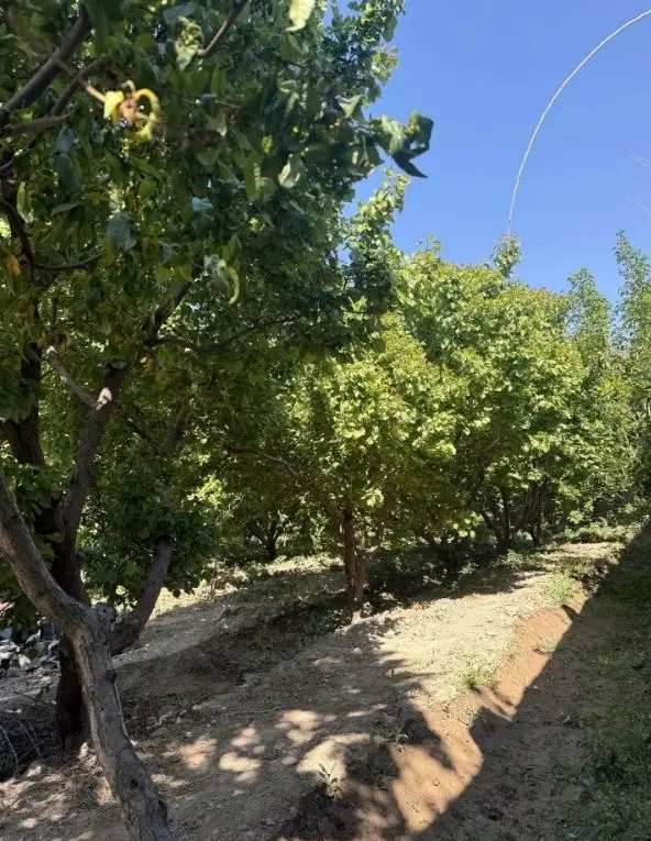 باغ و باغچه چهار دیواری