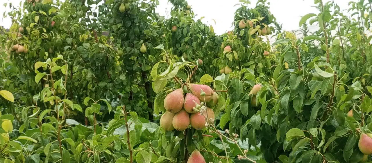 باغ و زمین با آب نزدیک آبادی