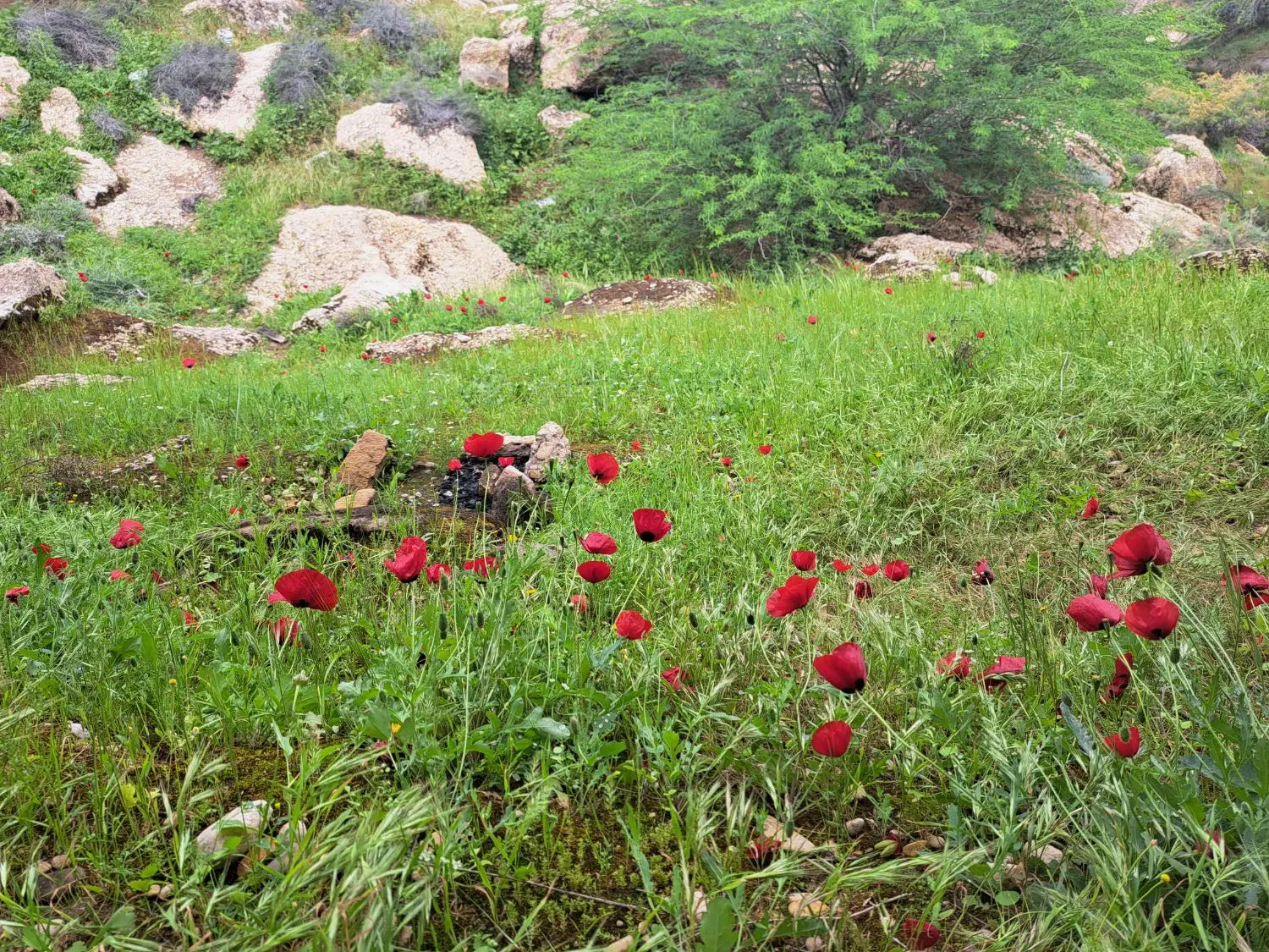زمین کشاورزی