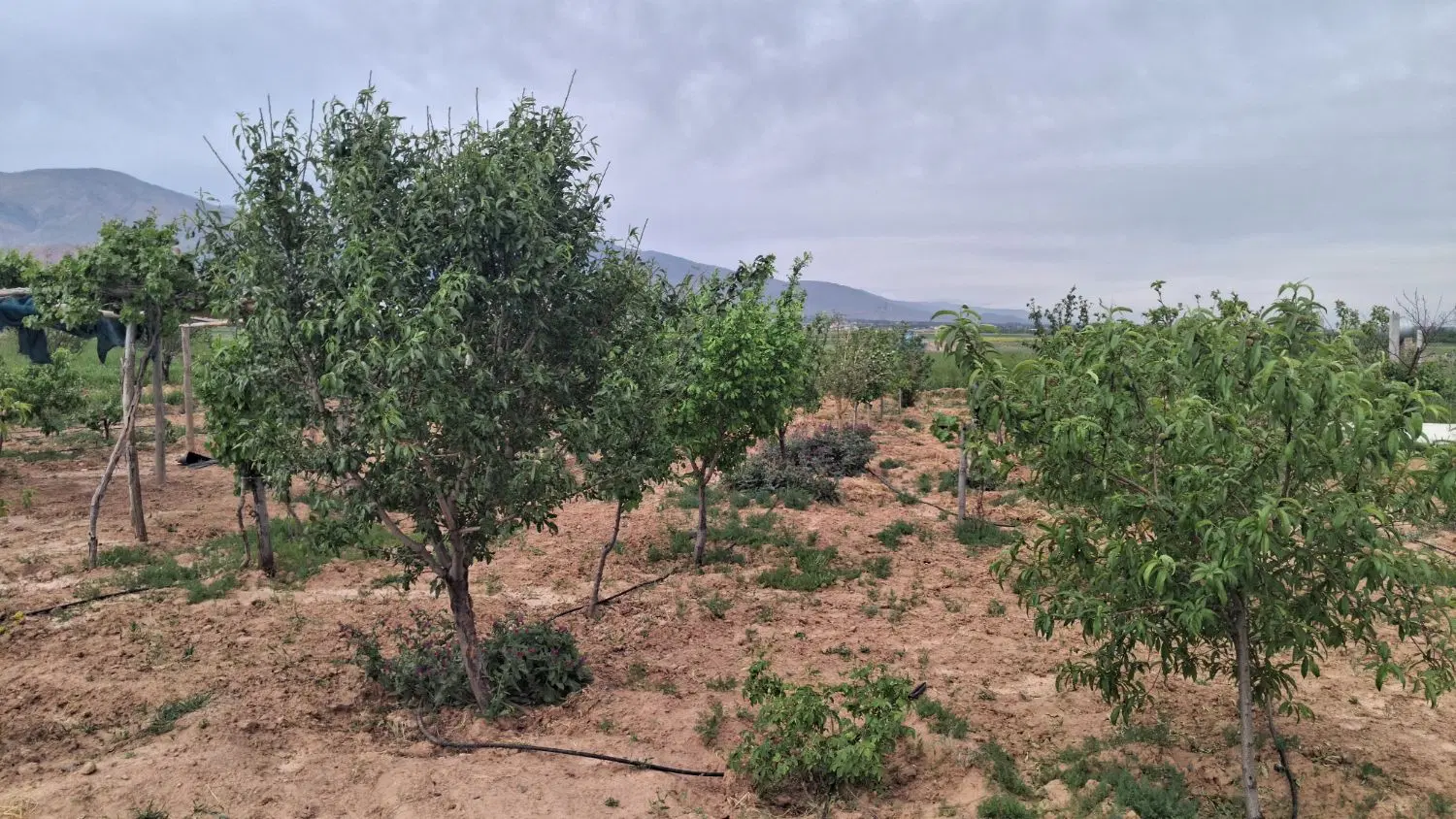 باغ جاده صومعه  مجموعه نگین سبز