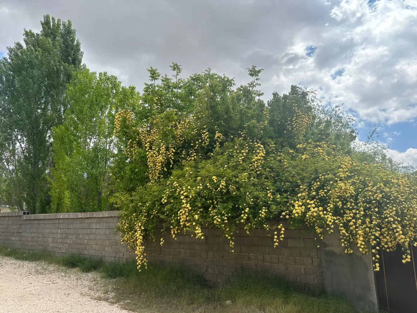 باغ۵۰۰متر سندتک برگ شش دانگ سپیدان همایجان هماشهر
